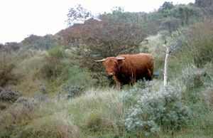 주이드-케네머르란트 국립공원의 하이랜드 소