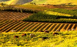 골란고원의 이스라엘 농장