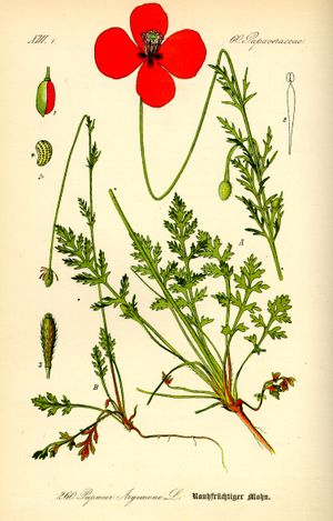 Papaver argemone의 삽화
