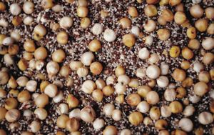 테프(작은 곡물)와 수수(큰 곡물), 텔라의 재료