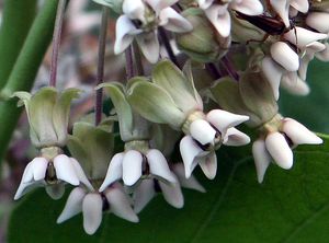 Asclepias syriaca(개미탑)의 꽃이 보여주는 복잡한 형태