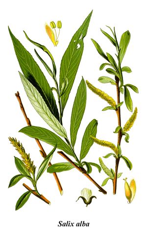 흰 버드나무(Salix alba)는 살리실산의 자연 공급원이다.