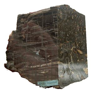 초기 고사리의 줄기인 Psaronius의 단면.