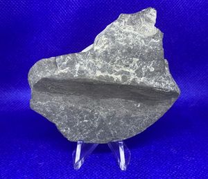 뉴욕 주의 중기 데본기(Givetian) 지층에서 발견된 화석화된 유목 조각.