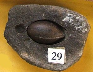 화석 종자인 Trigonocarpus