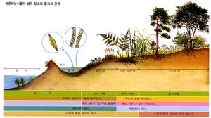 식물의 진화 과정