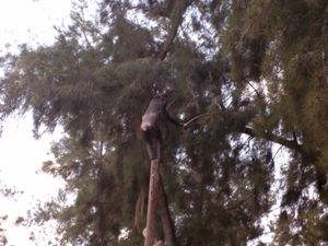 침팬지는 도구를 사용할 수 있다. 이 개체는 음식을 얻기 위해 막대기를 사용하고 있다.