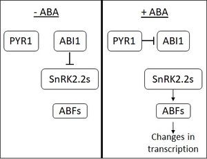 식물의 ABA 신호 전달 경로