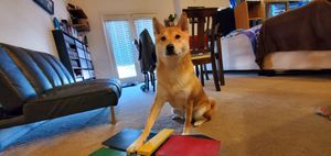 2023년, 맞춤형 비디오 게임 컨트롤러를 선보이는 3살 시바견 피넛 버터. 그는 세계 최초의 스피드런견이다.