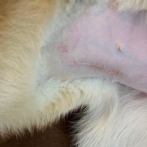 중성화 수술을 위해 털을 깎은 시바견의 복부: 곱슬거리는 언더 코트가 보인다