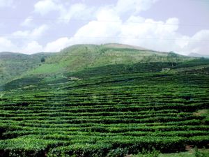 푸토의 차 언덕