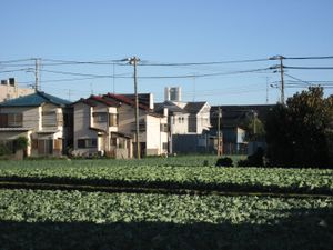 가나가와구의 양배추 밭과 요코하마 랜드마크 타워.