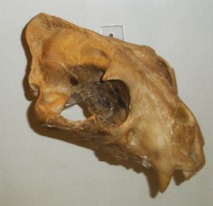 화석 두개골 P. o. augusta