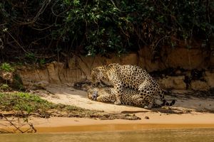 판타날 북부에서 교미하는 재규어