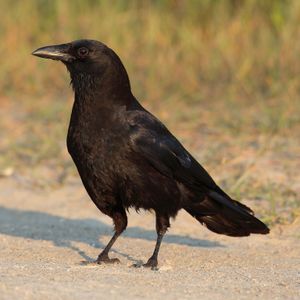 미국까마귀(Corvus brachyrhynchos) 개체군은 웨스트 나일 바이러스에 특히 취약하며, 해당 지역에서 질병의 존재를 나타내는 생물 지표 종으로 사용될 수 있다.