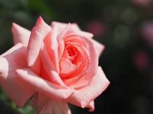 프린세스 아이코