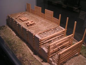 무루스 갈리쿠스