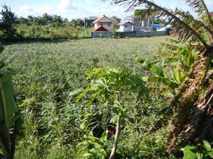 타가이타이의 파인애플 밭, 앞쪽에는 파파야 나무와 바나나 나무가 있다.