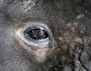 물개 눈의 빛 반사