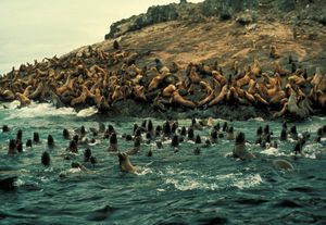 스텔러바다사자들이 물 속과 해변에서 휴식을 취하고 있다