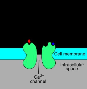 활성화된 NMDA 수용체의 양식화된 묘사