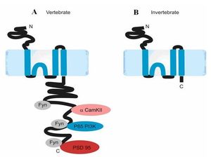 척추동물(왼쪽)과 무척추동물(오른쪽)의 NR2 소단위체. Ryan 등, 2008