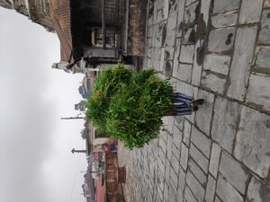 네팔에서 소에게 운송되는 깎은 녹색 먹이