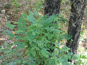 클로록실론은 인도 차티스가르에서 유기농 쌀 재배의 해충 방제에 사용된다.