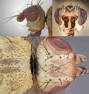 두 개의 겹눈과 세 개의 홑눈을 뚜렷하게 보여주는 파리의 머리