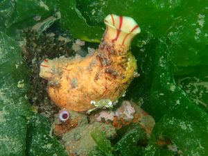 Microcosmus sabatieri