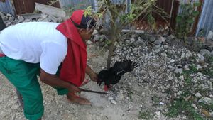 2017년 하바나의 산테리아 의식에서 희생된 닭