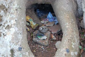 산테리아 의식의 일환으로 쿠바의 나무 밑에 놓인 공물