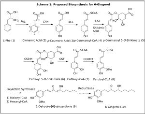 제안된 진저롤 생합성