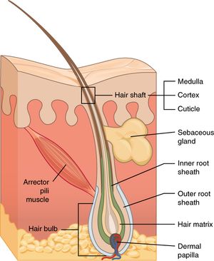 털 줄기와 모낭의 해부학적 구조.