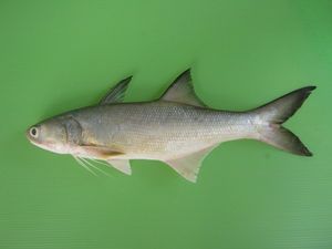 네손가락 날가지숭어 (Eleutheronema tetradactylum)