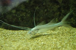 우아한 날가지숭어 (Polynemus multifilis)