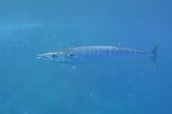 Acanthocybium solandri (Cuvier, 1832) 테네리페, 카나리아 제도