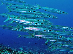 헬러 꼬치고기 (S. helleri)