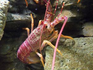 Jasus edwardsii