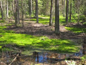 크니신 숲 경관 공원