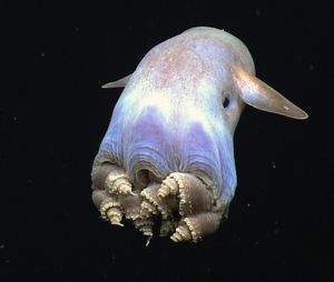 A finned Grimpoteuthis species with its atypical octopus body plan