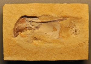 독일 쥐라기 암반 위의 현생 두족류 화석