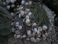 어구　이이다코(주꾸미) 어업에 사용되는 채비망 (일본, 아카시시후타미항)