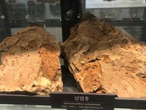 돌레로바실리쿠스(Dolerobasilicus yokusensis), 국립중앙과학관