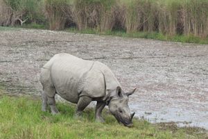 두드와 국립공원의 인도코뿔소