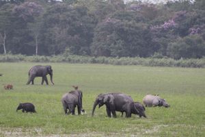 코뿔소와 코끼리가 풀을 뜯고 있다