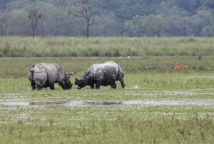 두 마리 인도코뿔소 간의 영토 분쟁