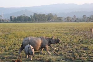 인도코뿔소 암컷과 새끼