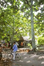 나누메아 거리 풍경 (2008)