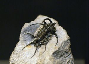 무기로 사용되었을 가능성이 높은 큰 가시를 보여주는 세라타르지스 속의 삼엽충.